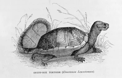Caja de rapé Tortuga (Cinostemon Leucostomum), de 